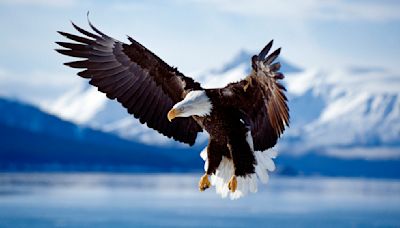 Bald Eagle Size, Diet and History as a National Icon