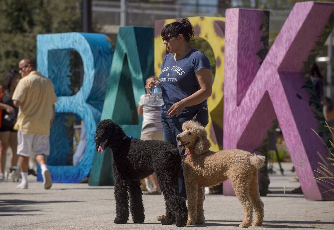 Sacramento ranked among best dog park cities in US. Here’s what it has to offer pet owners
