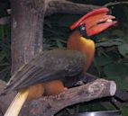 Rufous hornbill