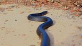 Temporada de serpientes en Texas: recomendaciones de expertos y trucos caseros para mantenerlas lejos de tu hogar
