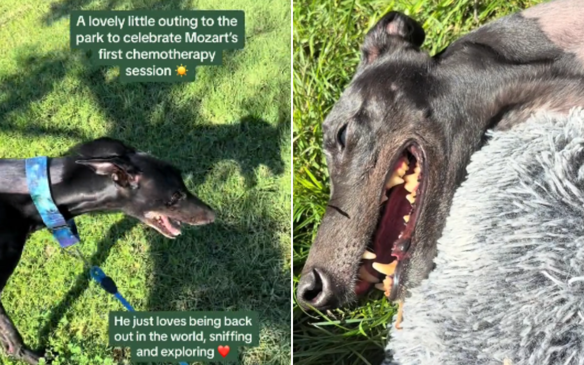 Watch dog's joy as he finally plays in the park after losing leg to cancer