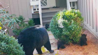 Answer Woman: What is City of Asheville's plane to control black bear population?