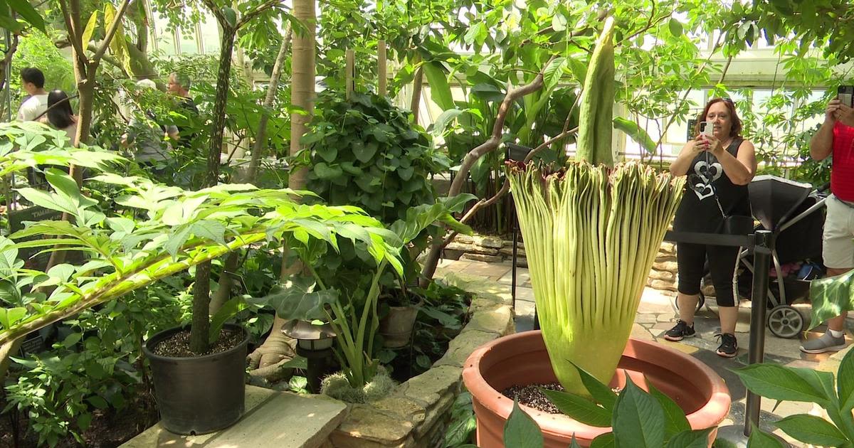 Rare corpse flower blooms at Como Park Zoo and Conservatory