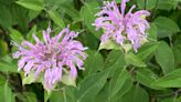 Native Plant: Wild bergamot's kinship to mint makes it ideal for cooking, medicinal uses