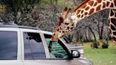 Video: Giraffe lifts toddler up at Texas safari drive-thru