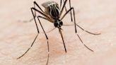 Allegheny County Health Department: Mosquitoes from 3 communities test positive for West Nile virus