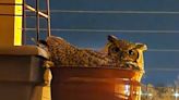 Sad ending for great-horned owl nest in flower pot in West Bend