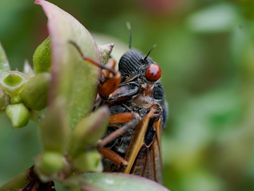 Cicadas are out in Alabama: Latest on Brood XIX sightings; see full 2024 US emergence map