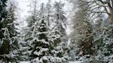 Three festive London walks to spot Christmas trees in the wild from Soho to Kew