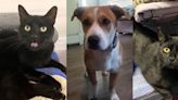 Pets with Potential: Meet Felix, Schmitt, and Starr