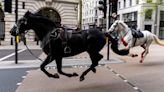 Major update on condition of two horses that rampaged through London