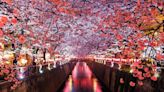 The Best Time To Celebrate Cherry Blossom Season in Japan