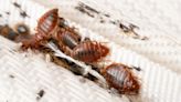 An unwanted souvenir came home from summer vacation - bedbugs. Now what?