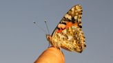Scientists Find First Evidence That Butterflies Crossed an Ocean