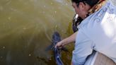 Is Crystal River a nursery for baby bull sharks? We went fishing to find out.