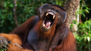 Orangutans’ distinct yells decoded with help from AI