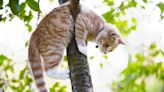 Arizona Cat Stuck in Pine Tree in Strange Pose Rescued