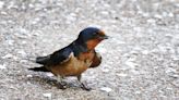Want to reduce the insects in your yard? Put out some grit for the birds
