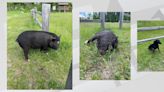 Is this your pig? Animals found wandering in Wadena County