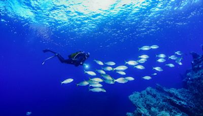 Buceo en la Costa Cálida: entre pecios históricos y cuevas submarinas