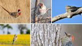 Backyards, urban parks support bird diversity in unique ways