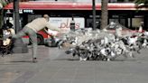 València capturará palomas y las 'trasladará' a zonas rurales