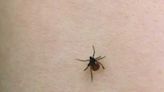 Consumer Reports provides tips on keeping your property safe from ticks
