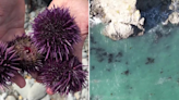 Divers crush purple urchins in fight to save California’s kelp forests