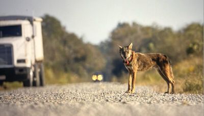 An endangered red wolf was killed by a vehicle near the Outer Banks. It’s the fourth death in 10 months.