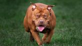 'XL-bully' attack in Airdrie probed by police as dog still on the loose
