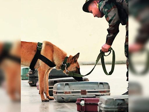 Training of 12 Wildlife Sniffer Dog Squads for 7 Months to Curb Poaching and Illicit Trade | Nagpur News - Times of India