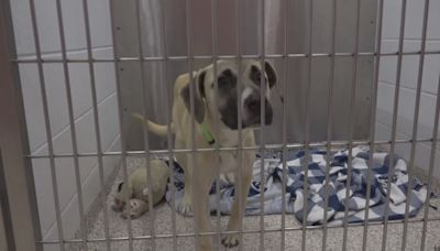 Empty the Shelter 2024 | Guilford County Animal Services to waive adoption fees