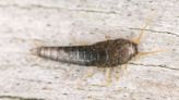 How to get rid of silverfish (for good): pest control experts share this simple 5-step method