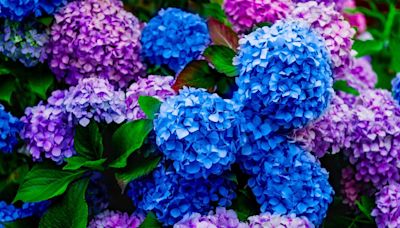 Hydrangeas will boost blooms and lush flowers with gardener’s one essential task