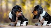 Basset Hound Puppies: Cute Pictures and Facts