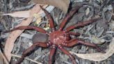 New type of giant trapdoor spider found in Australia: 'A big, beautiful species'