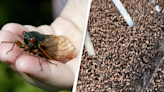 People left horrified as trillions of cicadas swarm towns in ‘biggest invasion in centuries'