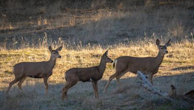 Deadly brain disease found in two California deer