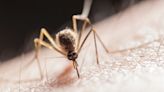 What to know about West Nile amid summer heat