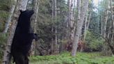 Trail camera series captures abundance of wildlife living in the shadow of Vancouver Island cities