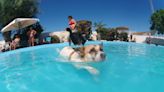 El sueño de María, una piscina de agua salada para que se bañen juntos perros y dueños en Almería