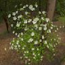 Native to western North America, known for its large white flowers and red berries. Grows up to 50 feet tall and wide. Prefers partial shade and moist, well-drained soil. Attracts birds and butterflies.