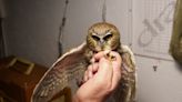 Smith: Saw-whets, Wisconsin's smallest owl, are also little known and rarely seen