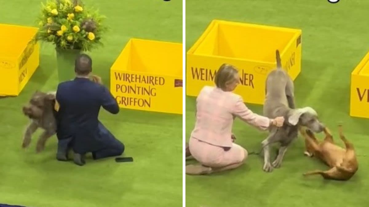 Precious Clip Shows Westminster Dog Show Pups Slacking Off On The Sidelines
