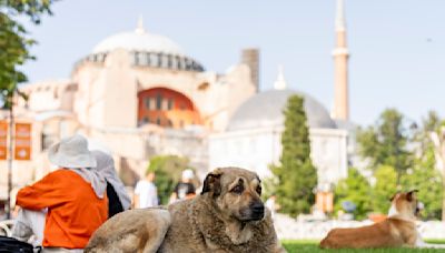 Legisladores en Turquía estudian propuesta para lidiar con perros callejeros