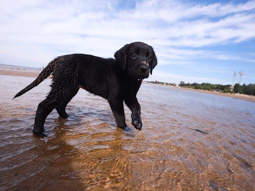 Tiny English Labrador Puppy's First Swim Is Filled With Bravery and Joy