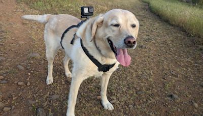 The GoPro Fetch Dog Harness puts a new perspective on walkies