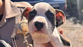 Truck Driver Saves Puppy Abandoned with Zip Tie Around its Neck from Arizona Highway