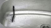 7 natural ways to keep centipedes away from your home