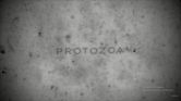 Protozoa Pictures